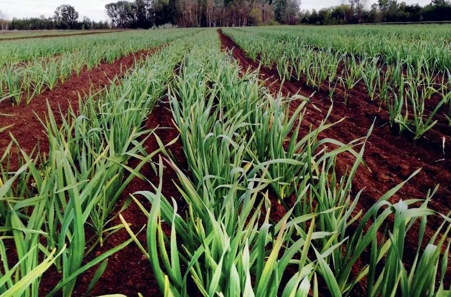 SAmGAU-Akkor-2.jpg SAmGAU-Akkor-2.jpg